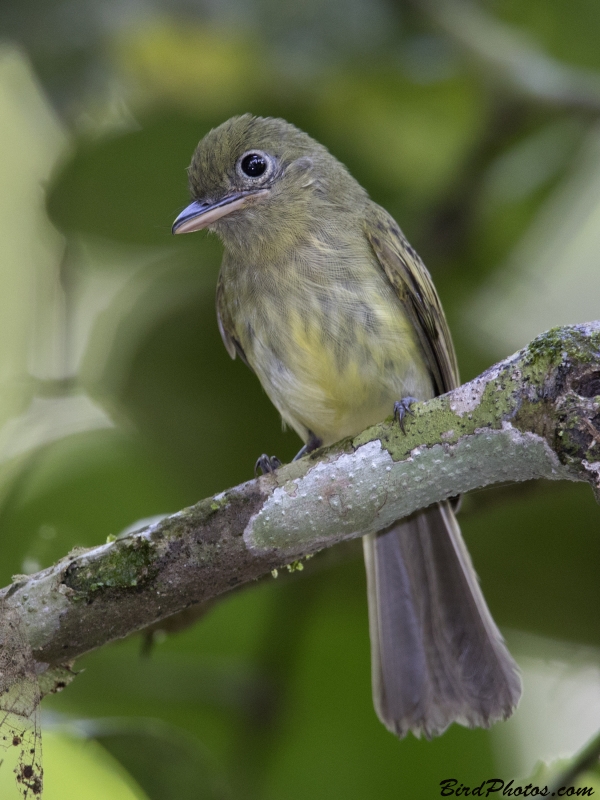 Western Olivaceous Flatbill