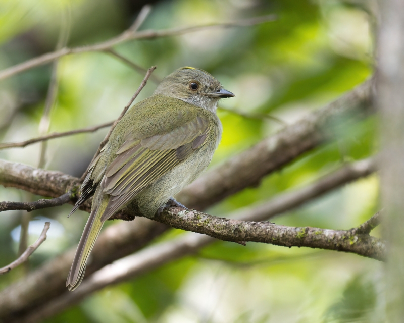 Pale-bellied Tyrant-Manakin