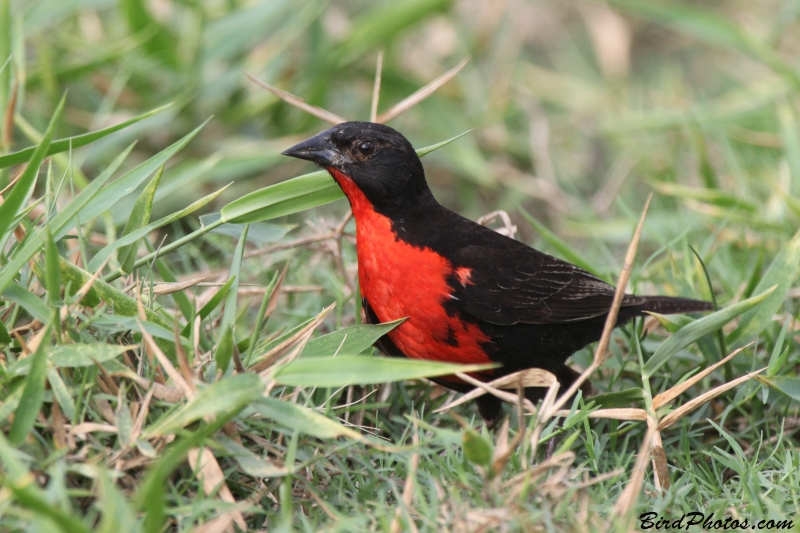 Red-breasted Meadowlark