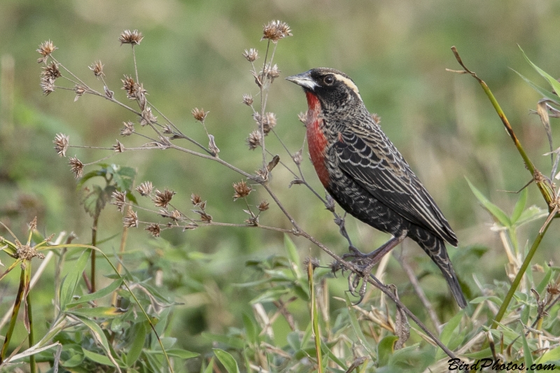 White-browed Meadowlark