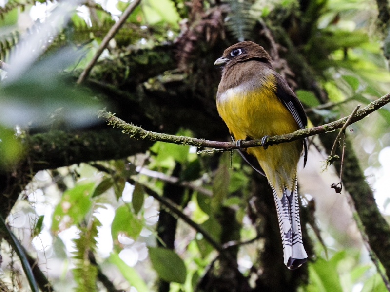 Atlantic Black-throated Trogon