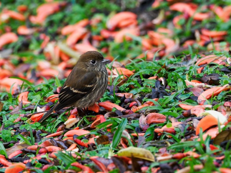 Blue-billed Black Tyrant