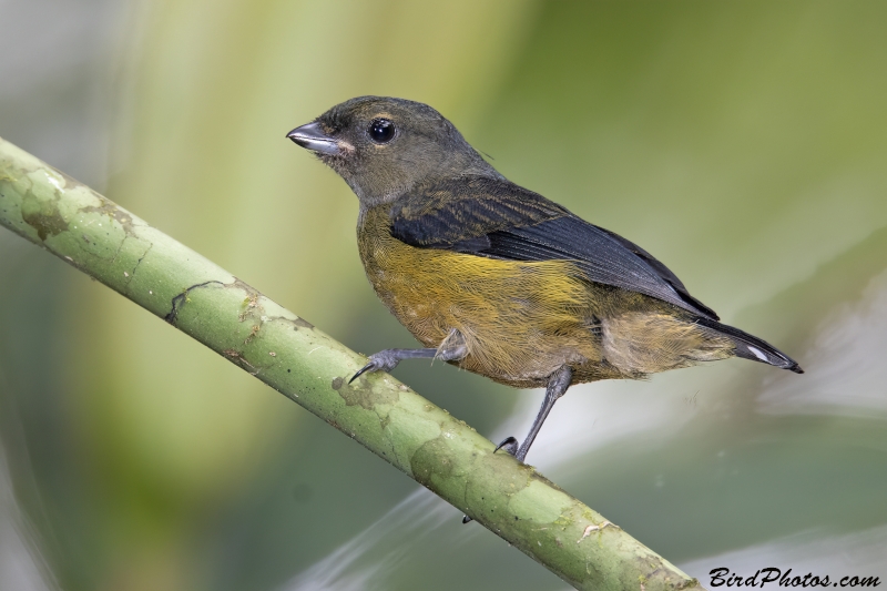 Orange-bellied Euphonia