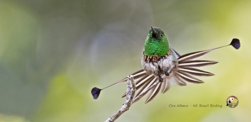 Racket-tipped Thorntail