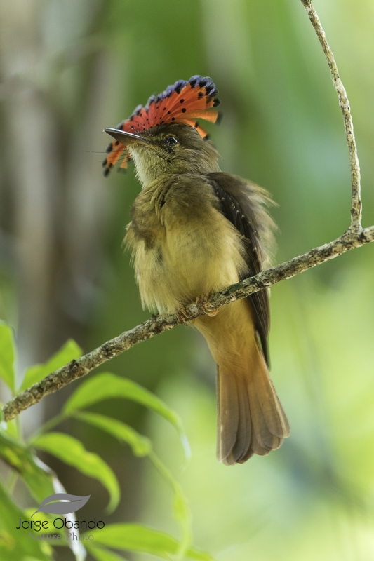 Tropical Royal Flycatcher