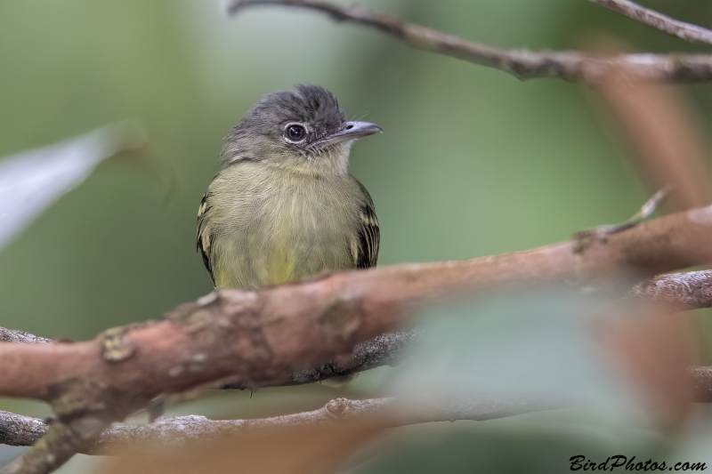 Yellow-margined Flatbill