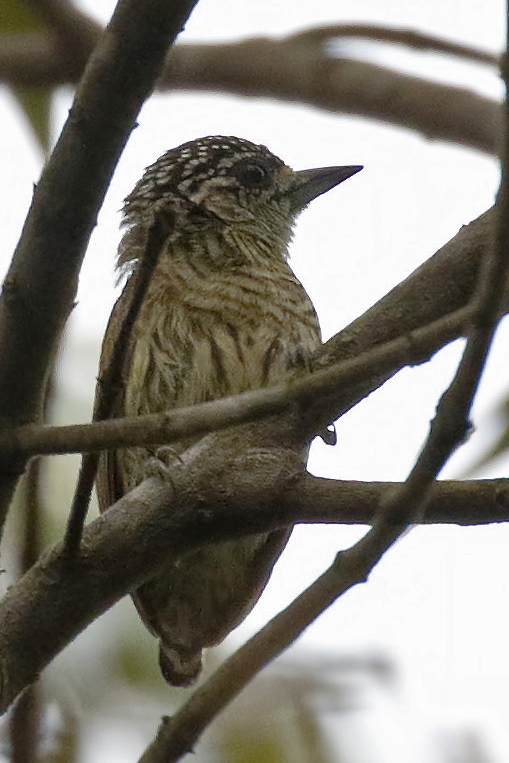 Bar-breasted Piculet