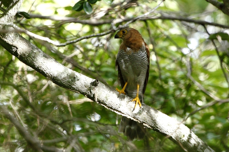 Barred Forest Falcon