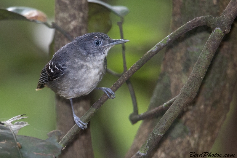 Black-chinned Antbird