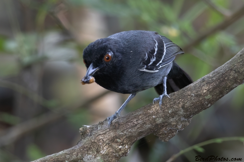 Black-tailed Antbird