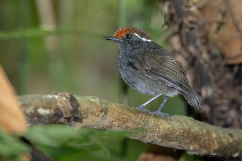 Chestnut-crowned Gnateater
