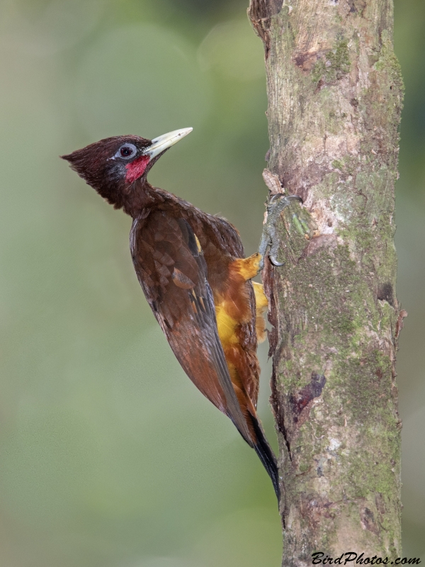 Chestnut Woodpecker