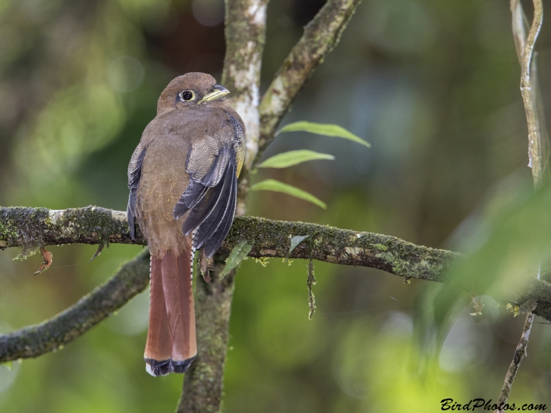 Choco Black-throated Trogon