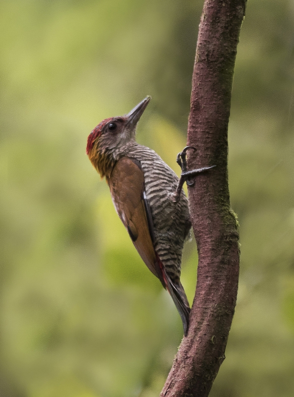 Choco Woodpecker