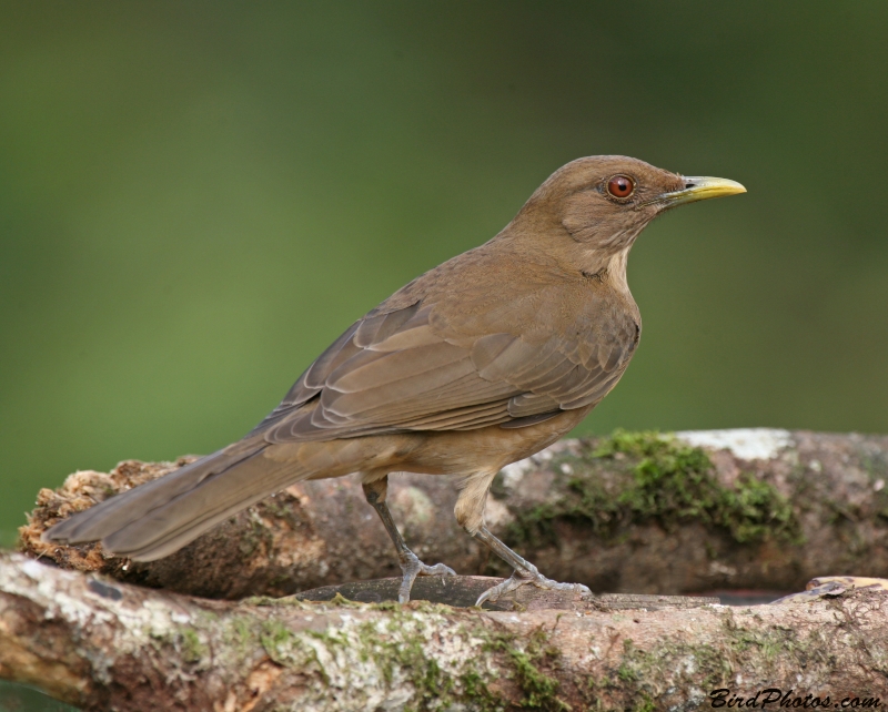 Clay-colored Thrush