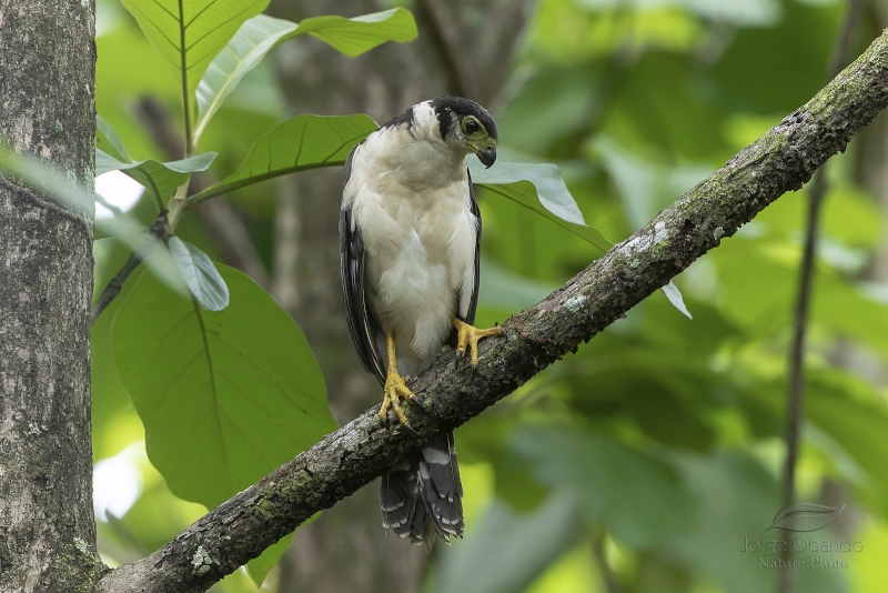 Collared Forest Falcon