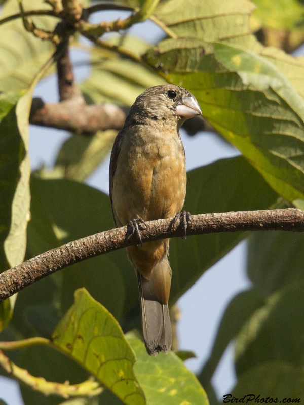 Large-billed Seed Finch