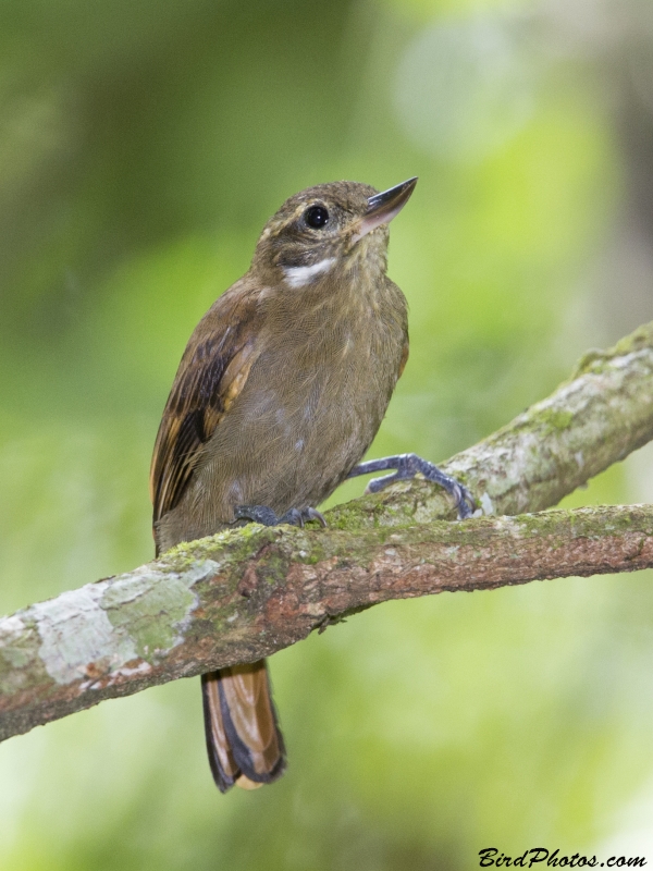 Northern Plain Xenops