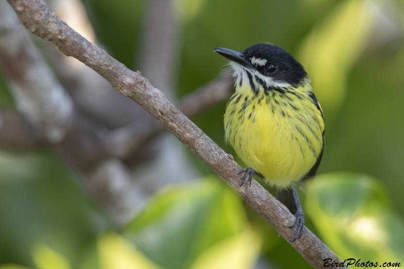 Painted Tody-Flycatcher