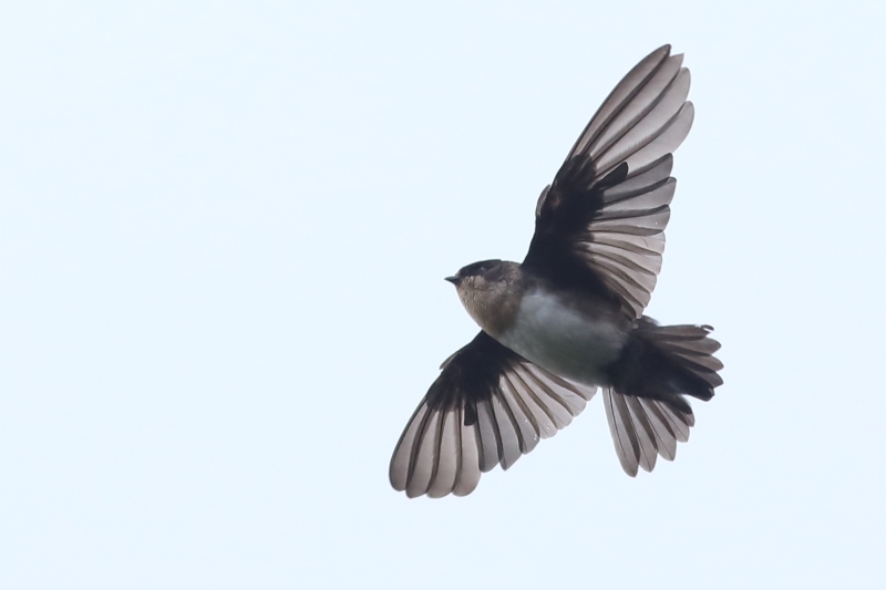 Pale-footed Swallow