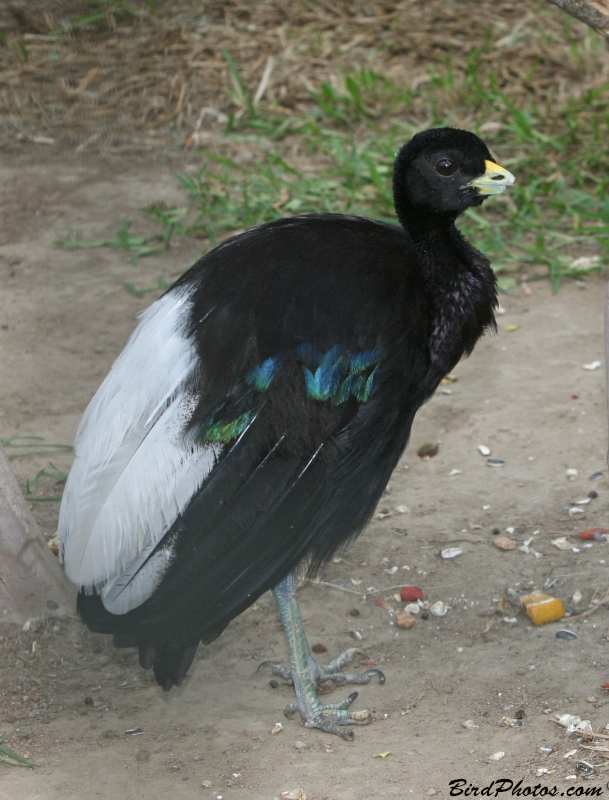 Pale-winged Trumpeter