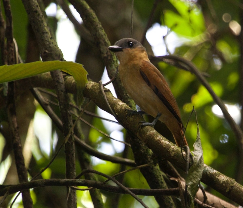 Pink-throated Becard
