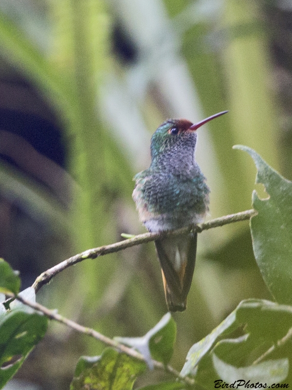 Pirre Hummingbird
