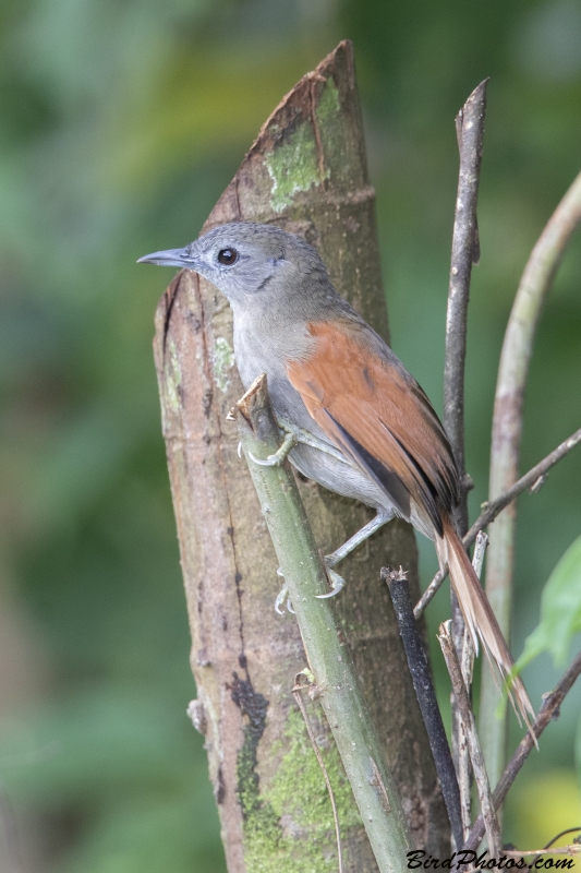 Plain-crowned Spinetail
