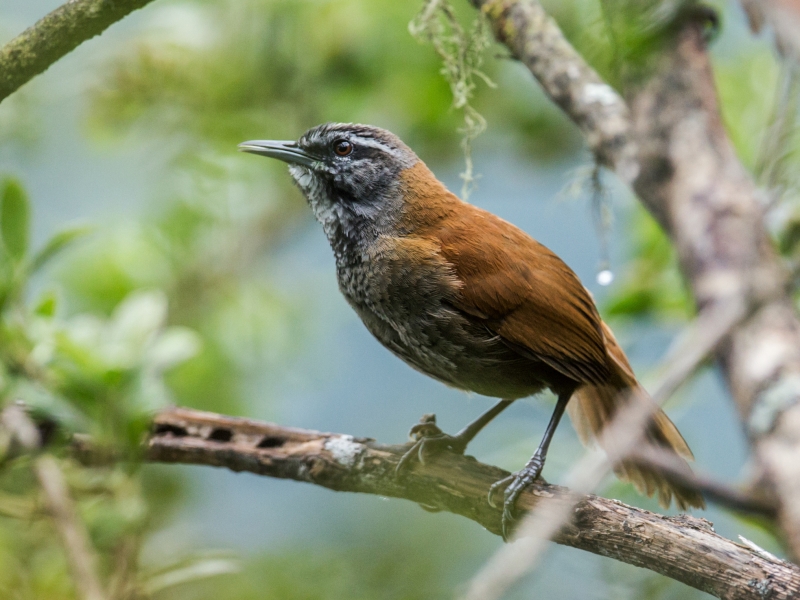 Plain-tailed Wren