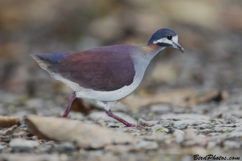 Purple Quail-Dove
