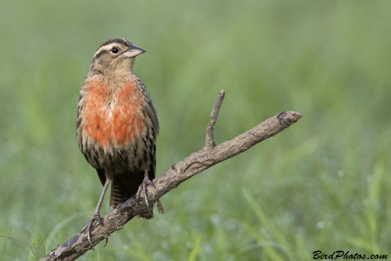 Red-breasted Meadowlark