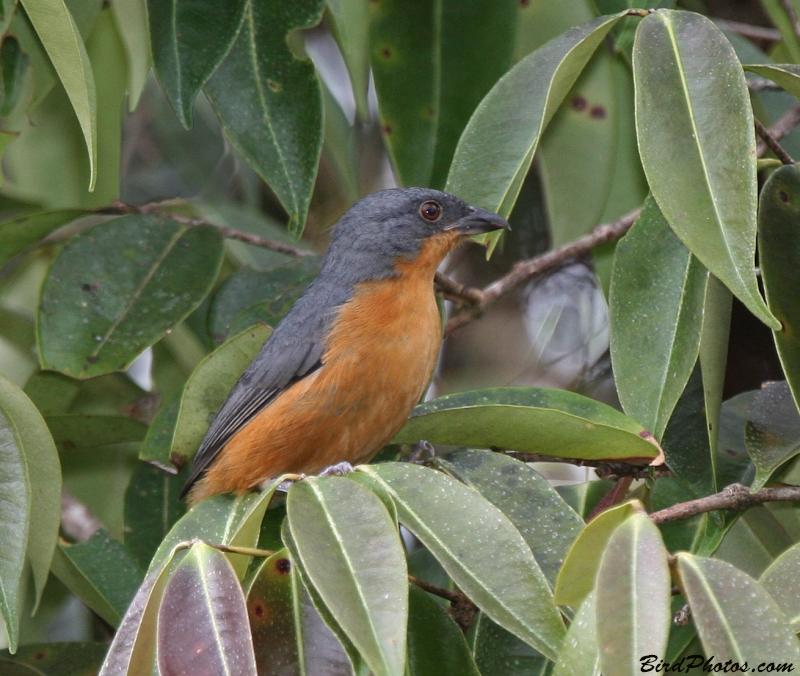 Rufous-crested Tanager