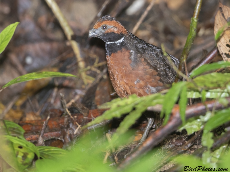 Rufous-fronted Wood Quail