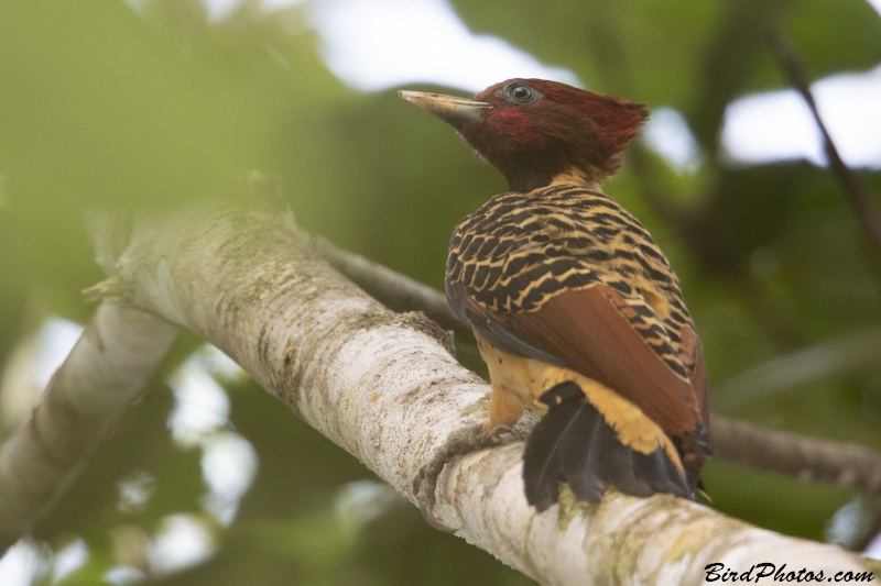 Rufous-headed Woodpecker