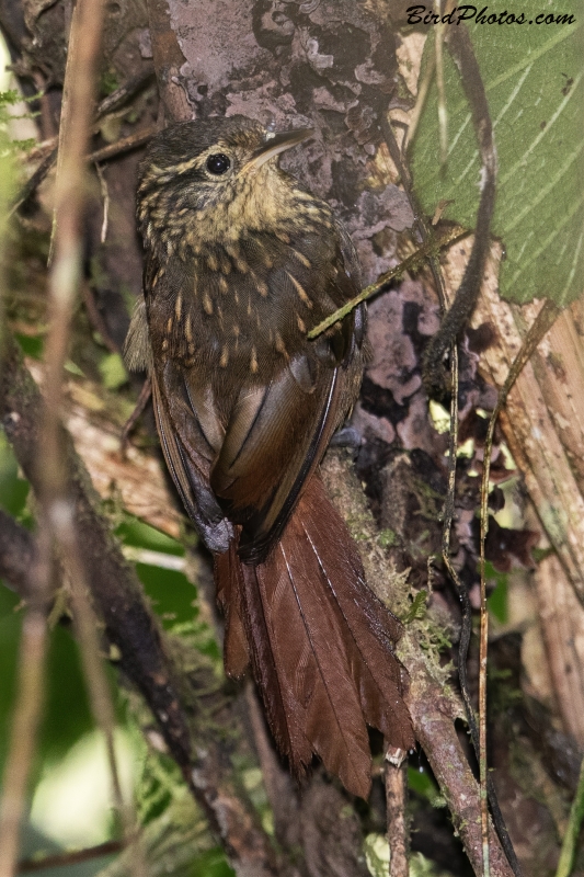 Rusty-winged Barbtail