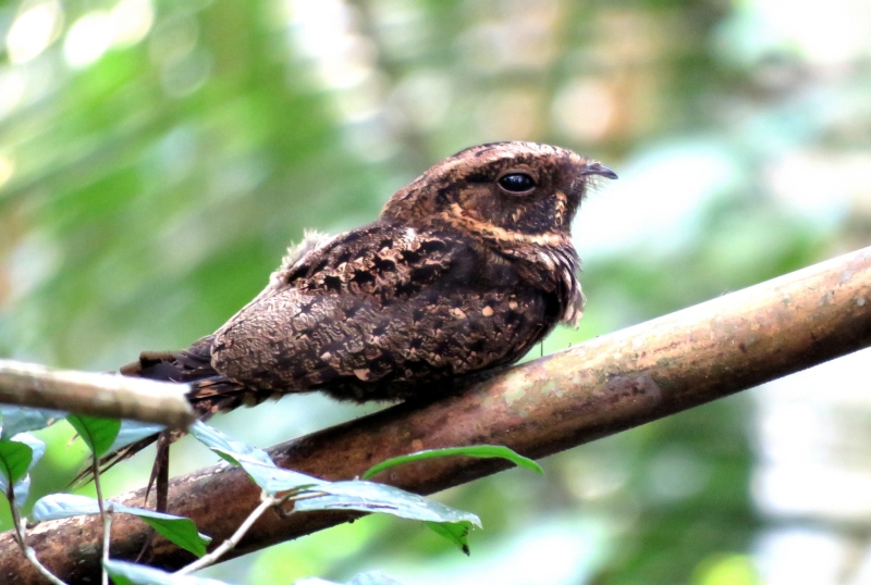 Silky-tailed Nightjar