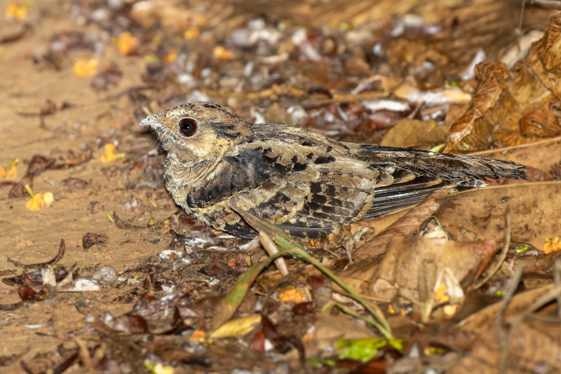 Silky-tailed Nightjar