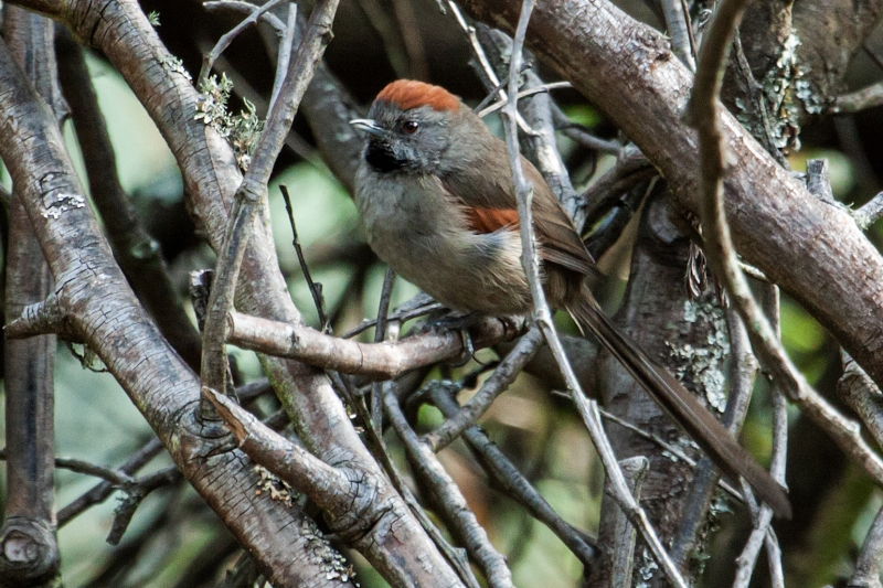 Silvery-throated Spinetail