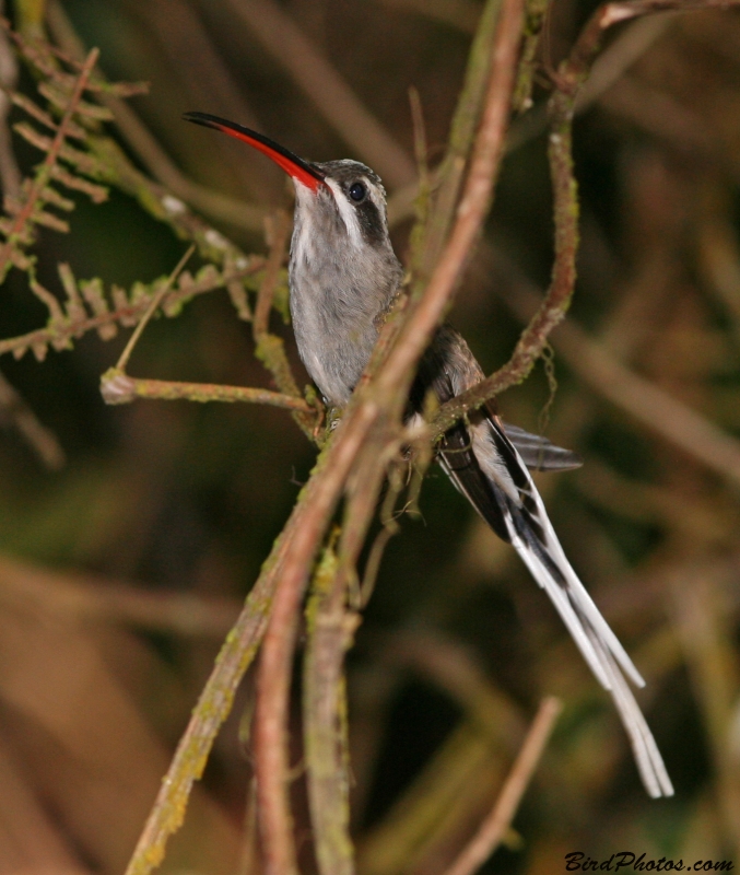Sooty-capped Hermit