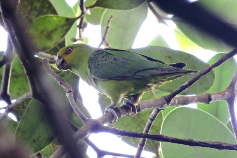 Spot-winged Parrotlet
