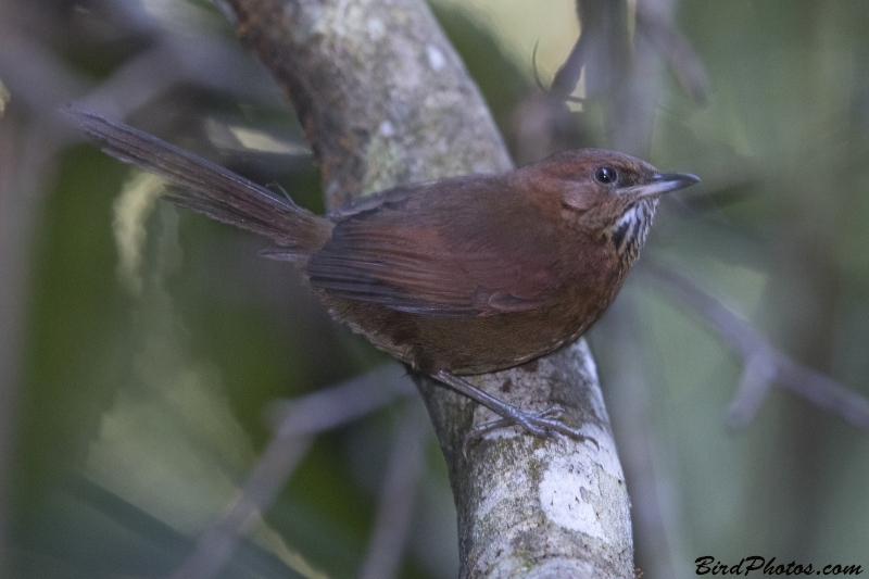 Stripe-breasted Spinetail