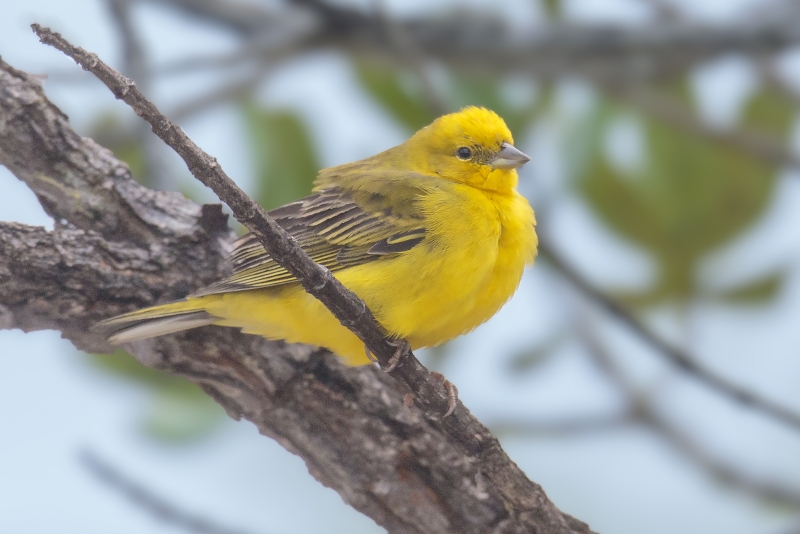 Stripe-tailed Yellow Finch