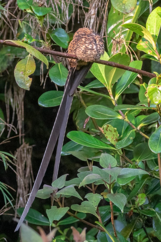 Swallow-tailed Nightjar