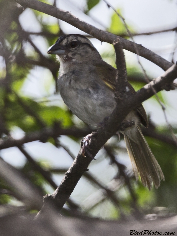 Tocuyo Sparrow