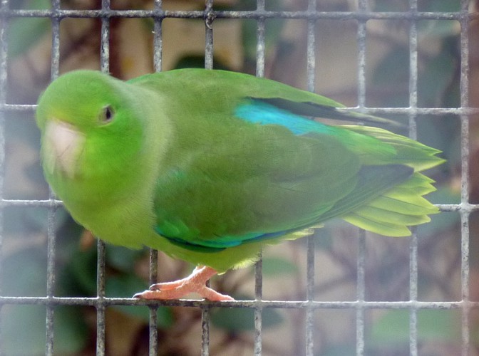 Turquoise-winged Parrotlet