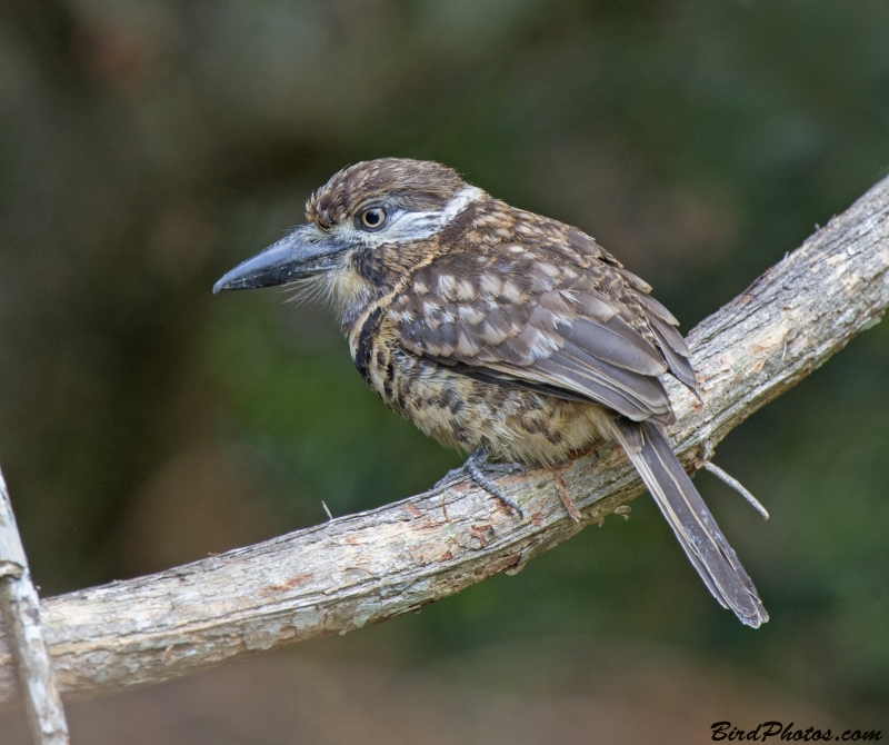 Two-banded Puffbird