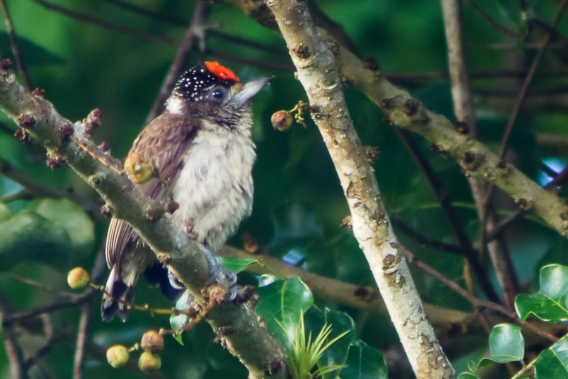 White-bellied Piculet