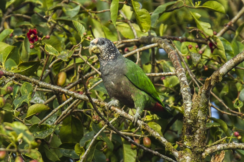 White-capped Parrot