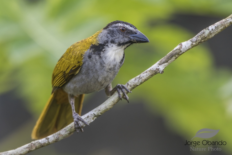 Black-headed Saltator