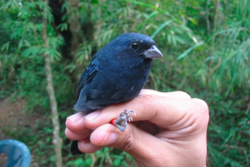 Blue Seedeater